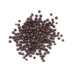 Mustard Seed Black 1K (10)