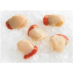 Scallop Roe On 20/30 1K (10)