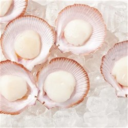 Scallop Half Shell 20/30 12s (12)