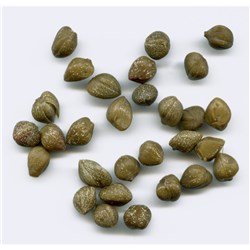 Baby Caper In Brine 5-7mm 2K (6) 